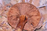 Cortinarius clandestinus image