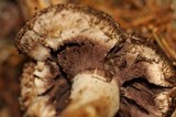 Agaricus fuscovelatus image