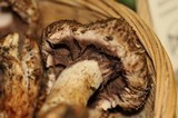 Agaricus fuscovelatus image