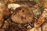 Agaricus fuscovelatus image