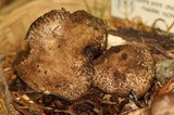 Agaricus fuscovelatus image