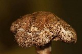 Agaricus fuscovelatus image