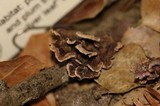 Chondrostereum purpureum image