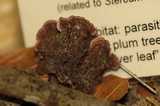 Chondrostereum purpureum image