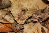 Chondrostereum purpureum image