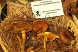 Cortinarius cinnamomeus image