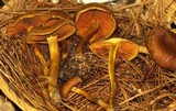 Cortinarius cinnamomeus image