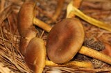 Cortinarius cinnamomeus image