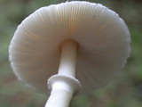 Lepiota rubrotinctoides image