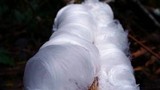 Exidiopsis effusa image