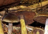 Cortinarius illuminus image