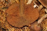 Cortinarius illuminus image