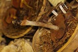 Cortinarius illuminus image