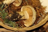 Cortinarius albofragrans image