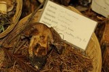 Cortinarius malachius image