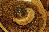 Cortinarius malachius image