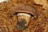 Cortinarius malachius image