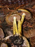 Pholiota lubrica image