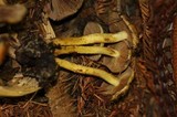 Pholiota lubrica image