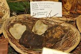 Rhizopogon occidentalis image