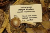 Inocybe albodisca image