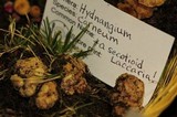 Hydnangium carneum image