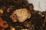 Hydnangium carneum image