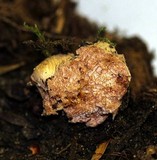 Hydnangium carneum image