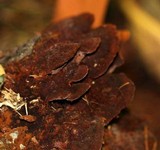 Phellinus gilvus image