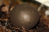 Lycoperdon umbrinum image