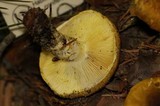 Floccularia albolanaripes image