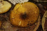 Floccularia albolanaripes image
