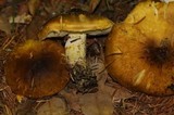 Floccularia albolanaripes image