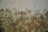 Galerina subclavata image