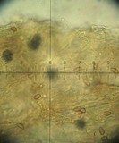 Galerina subclavata image