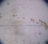 Galerina subclavata image