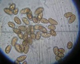 Galerina subclavata image
