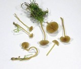 Galerina subclavata image