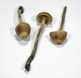 Galerina sideroides image
