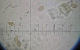 Galerina sideroides image