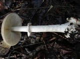 Amanita porphyria image