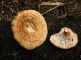 Bjerkandera fumosa image