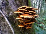 Pholiota squarrosa image