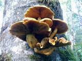 Pholiota squarrosa image