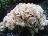 Sparassis crispa image