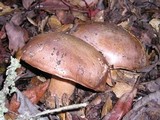 Cortinarius largus image