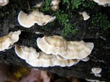 Irpex lacteus image