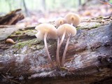 Mycena inclinata image
