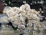 Irpex lacteus image
