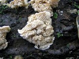 Irpex lacteus image